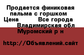 Продается финиковая пальма с горшком › Цена ­ 600 - Все города  »    . Владимирская обл.,Муромский р-н